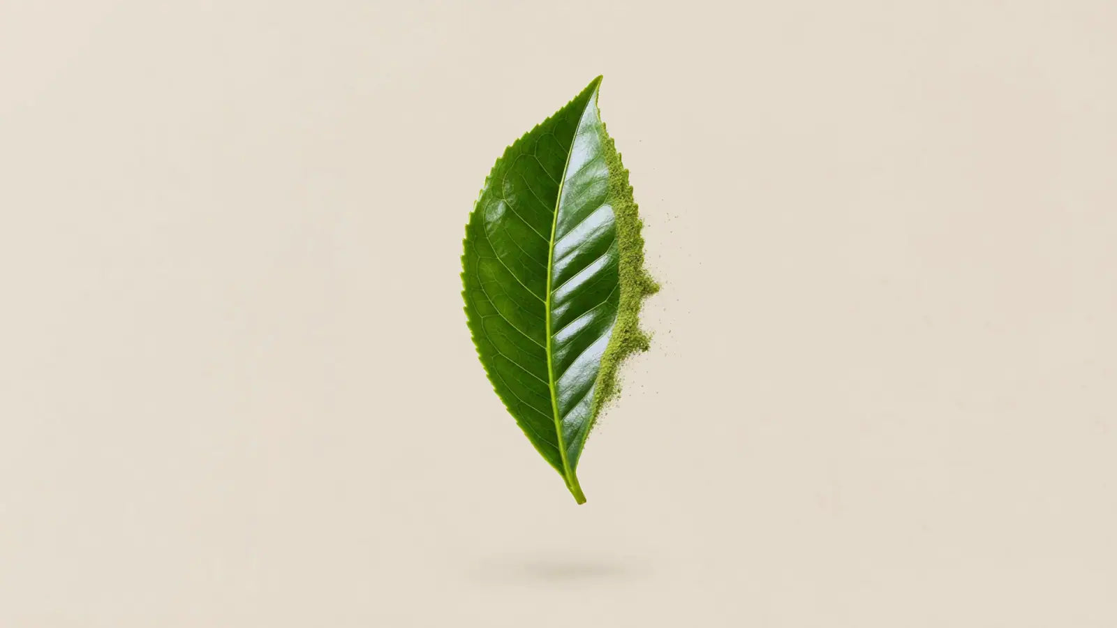 Una hoja de té verde entera, vista de frente sobre fondo liso.