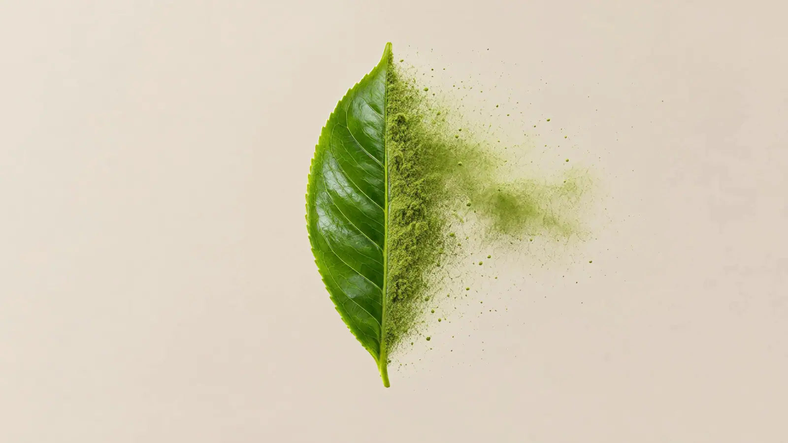 La hoja de té se deshace por un lado en polvo verde de matcha.